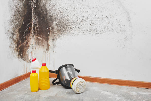 Best Mold Removal Process  in Loch Sheldrake, NY