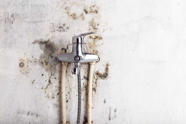 Best Mold Removal Specialists  in Loch Sheldrake, NY