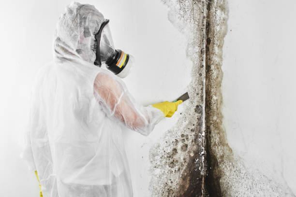 Mold Testing and Removal in Loch Sheldrake, NY