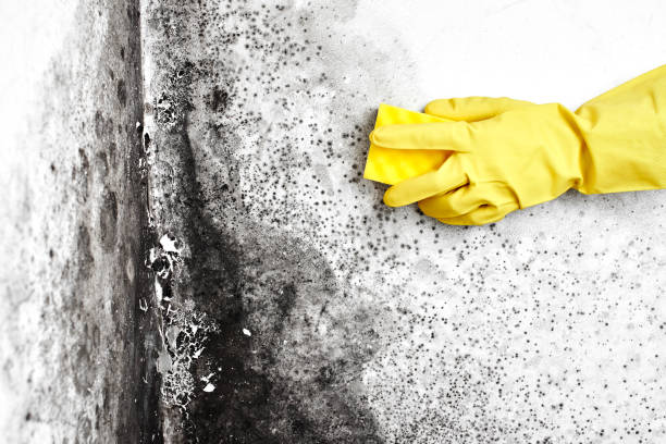 Best Local Mold Removal Service  in Loch Sheldrake, NY