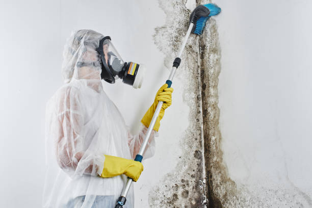 Professional Mold Removal in Loch Sheldrake, NY