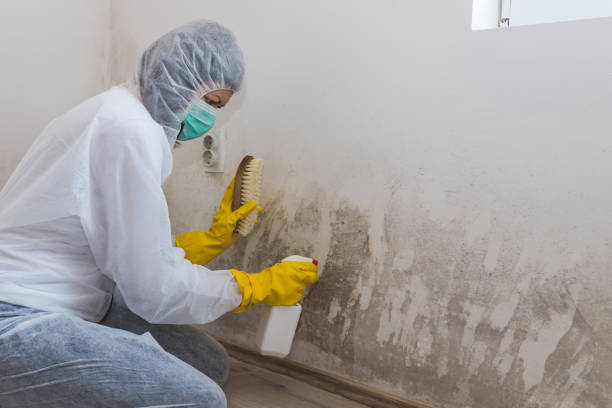 Best Mold Damage Repair  in Loch Sheldrake, NY