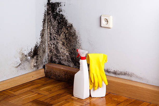 Best Toxic Mold Removal  in Loch Sheldrake, NY
