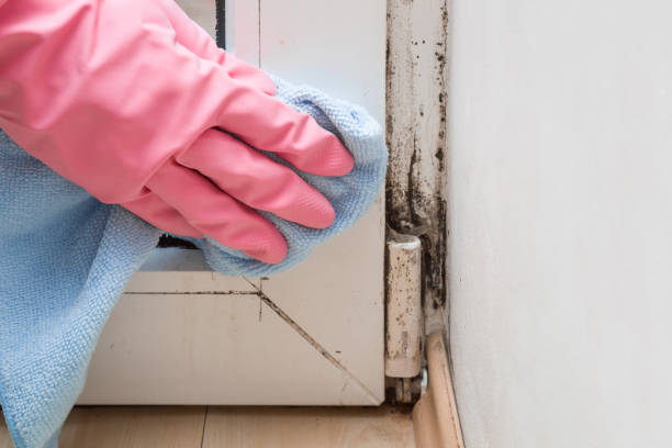 Best Professional Mold Removal  in Loch Sheldrake, NY