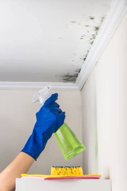 Office Mold Removal Services in Loch Sheldrake, NY