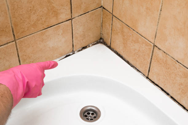 Best Mold Removal Company Near Me  in Loch Sheldrake, NY